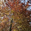 Fagus sylvatica 'Atropunicea' - Foto 6