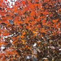 Fagus sylvatica 'Atropunicea' - 2