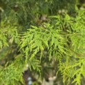 Acer palmatum 'Emerald Lace' - 1