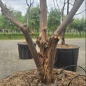 Acer griseum - 1