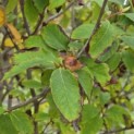 Stewartia Rostrata - 7