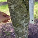 Fagus sylvatica 'Atropunicea' - mei 2026