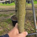 Magnolia grandiflora 'Goliath' - Foto 5