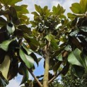 Magnolia grandiflora 'Goliath' - Foto 4