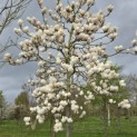 Magnolia soulangeana 'Manchu Fan' - 1