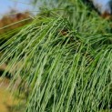 Pinus strobus - naalden