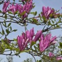 Magnolia liliiflora 'Nigra' - 3