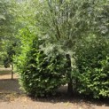 Prunus laur. Rotundifolia - Foto 1