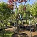 Acer palmatum 'Bloodgood' - 1