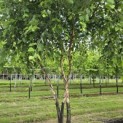Betula nigra - 2