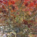 Fagus sylvatica 'Atropunicea' - 3