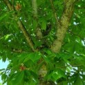 Aesculus pavia var. discolor - Afbeelding 2