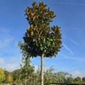 Magnolia grandiflora 'Galissonnière' - 2