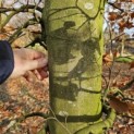 Fagus sylvatica - Foto 6