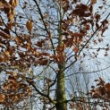 Fagus sylvatica - Foto 5