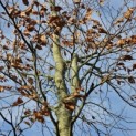 Fagus sylvatica - Foto 4
