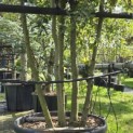 Quercus ilex - 3
