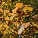 Fagus sylvatica 'Atropunicea' - 2