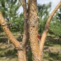 Pinus sylvestris - Foto 5