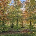 Fagus sylvatica 'Atropunicea' - 3