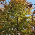 Fagus sylvatica 'Atropunicea' - 2