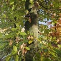Fagus sylvatica 'Atropunicea' - 4