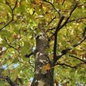 Fagus sylvatica 'Atropunicea' - 1