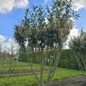 Prunus laurocerasus 'Caucasica' - Foto 5