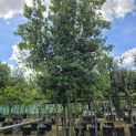Quercus ilex - 5