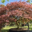 Acer palmatum 'Garnet' - 2