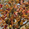 Pyus calleryana 'Chanticleer' - 6