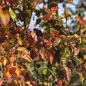 Pyus calleryana 'Chanticleer' - 5