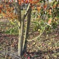 Pyus calleryana 'Chanticleer' - 4