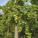 Ginkgo biloba - 1