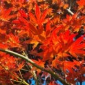 Acer palmatum 'Atropurpureum' - Afbeelding 1