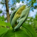 Magnolia Tripetala - Afbeelding 2