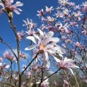Magnolia loebneri 'Leonard Messel' - Foto 1