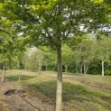 Acer palmatum - Foto 2