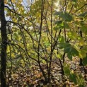Corylus Avellana 'Aurea' - 4