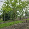 Gleditsia triacanthos 'Sunburst' - Foto 6
