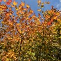 Acer palmatum - Foto 1