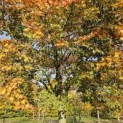 Acer palmatum - Foto 4
