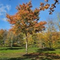 Acer palmatum - Foto 2