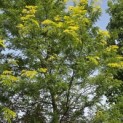 Gleditsia triacanthos 'Sunburst' - 1