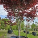 Acer palmatum 'Trompenburg' - Foto 8