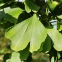 Ginkgo biloba - impressie zomerblad