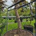Cupressocyparis x Leylandii - 1