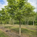 Acer palmatum - Foto 1