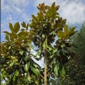 Magnolia grandiflora 'Goliath' - Foto 3