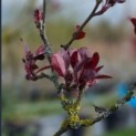 Malus 'Profusion' - maart 2026
